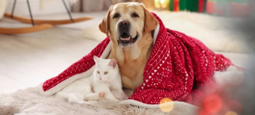 Pet Odor and Stain Removal Service